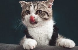 15 дивовижних фактів про кішок + кото-фотопідбірка для настрою