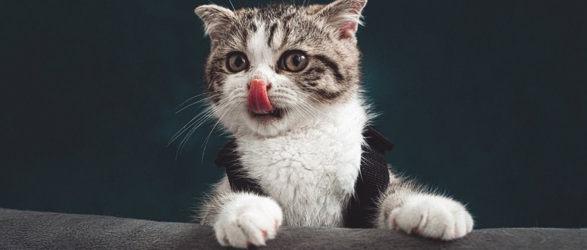 15 Surprising Cat Facts + Mood Cat Photo Collection