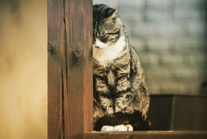 15 удивительных фактов о кошках + кото-фотоподборка для настроения 14