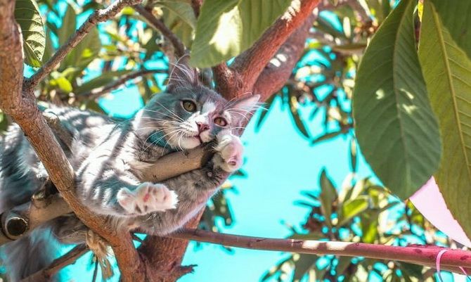 15 удивительных фактов о кошках + кото-фотоподборка для настроения 18