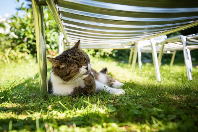 15 удивительных фактов о кошках + кото-фотоподборка для настроения 19