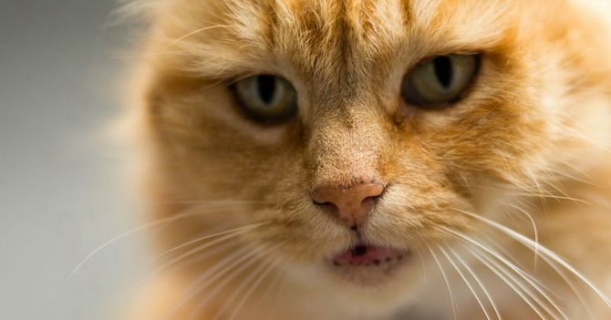 15 удивительных фактов о кошках + кото-фотоподборка для настроения 3