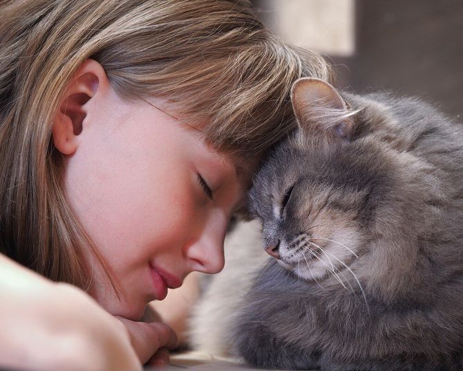 15 дивовижних фактів про кішок + кото-фотопідбірка для настрою 5
