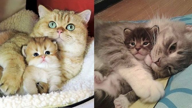 15 удивительных фактов о кошках + кото-фотоподборка для настроения 9