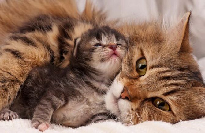 15 дивовижних фактів про кішок + кото-фотопідбірка для настрою 10
