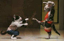 Все самое интересное о кошках + кото-фотоподборка для поднятия настроения