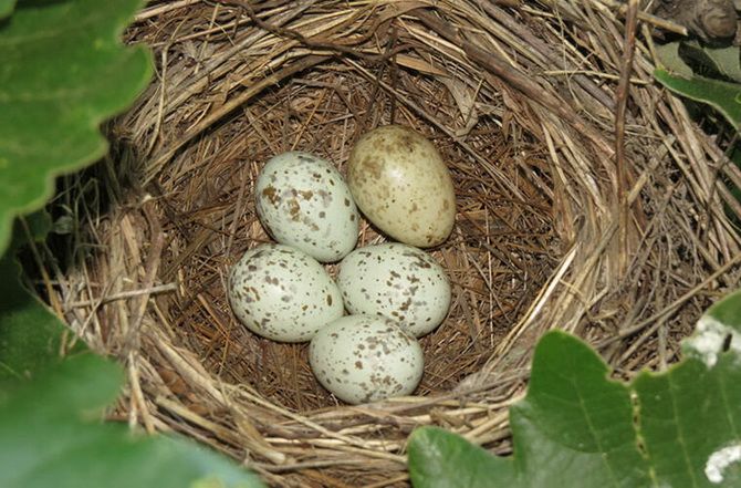 Кукушата-подкидыши выбрасывают из гнезда родных птенцов своих «приемных» родителей 1