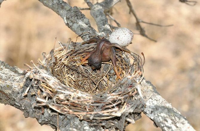 Кукушата-подкидыши выбрасывают из гнезда родных птенцов своих «приемных» родителей 2