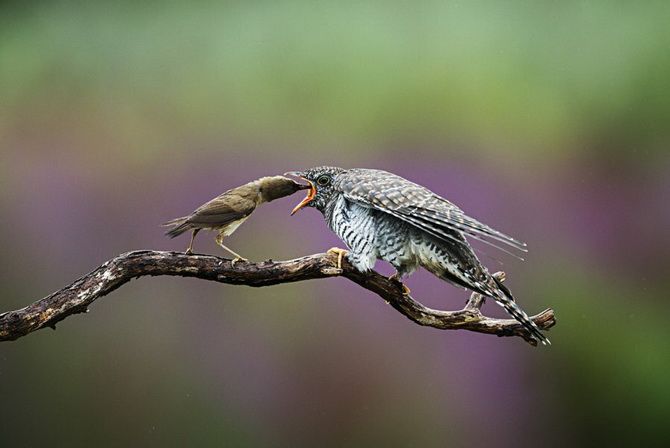 Кукушата-подкидыши выбрасывают из гнезда родных птенцов своих «приемных» родителей 3