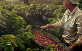 Спешелти кофе от избранных фермеров мира в Coffee Story