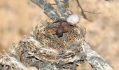Зозулята-підкидьки викидають із гнізда рідних пташенят своїх “прийомних” батьків