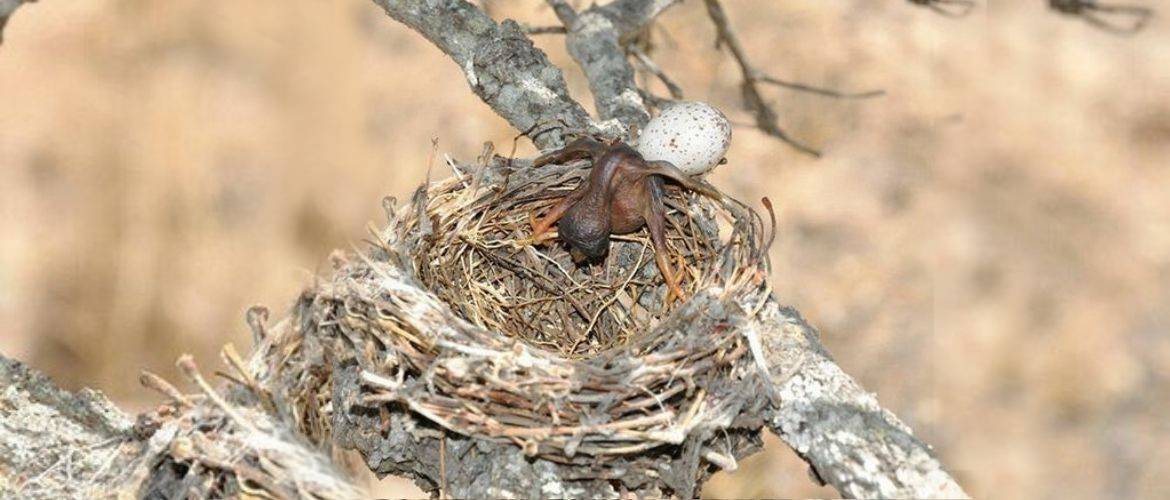 Кукушата-подкидыши выбрасывают из гнезда родных птенцов своих «приемных» родителей