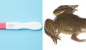 Лягушки в качестве теста на беременность: миф или правда?