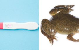 Лягушки в качестве теста на беременность: миф или правда?