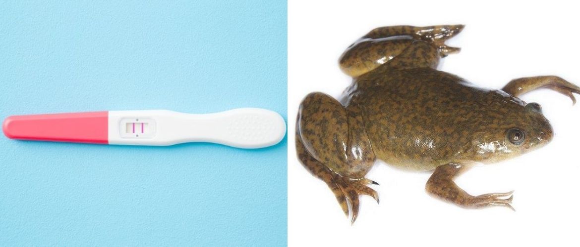 Жаби як тест на вагітність: міф чи правда?