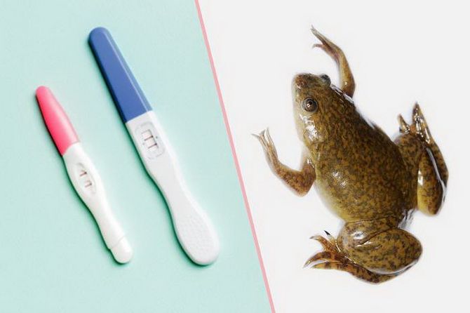 Жаби як тест на вагітність: міф чи правда? 1