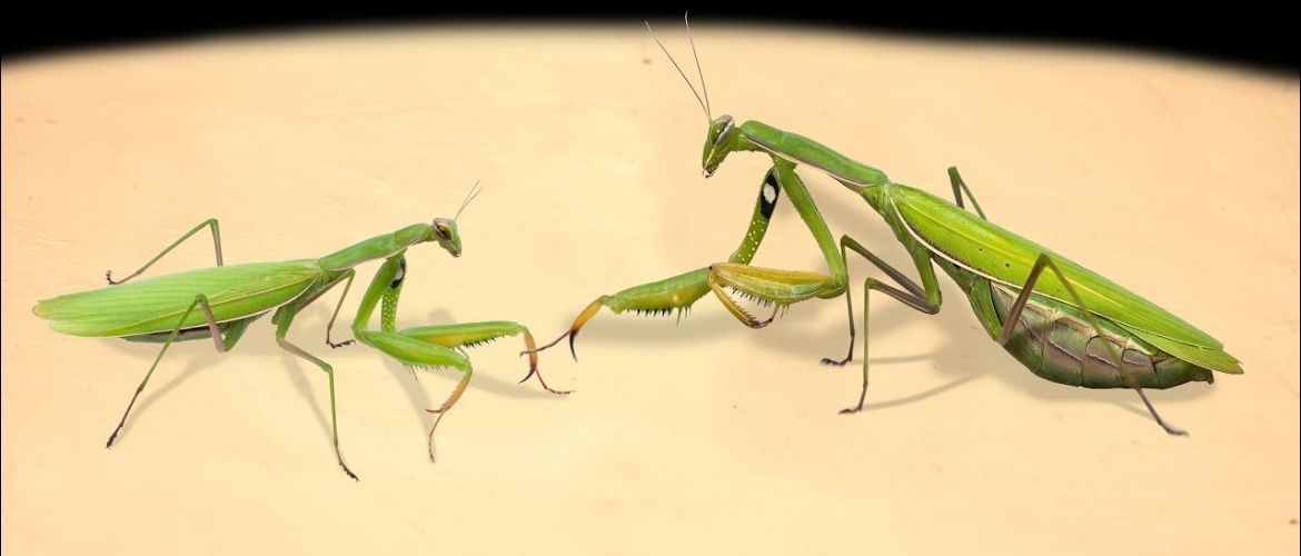 Male South African praying mantis learned to survive after mating