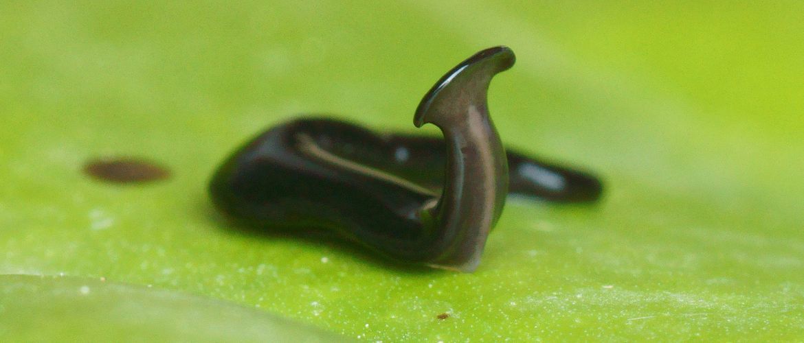 Neue Art des Hammerkopfwurms, benannt nach der COVID-Pandemie