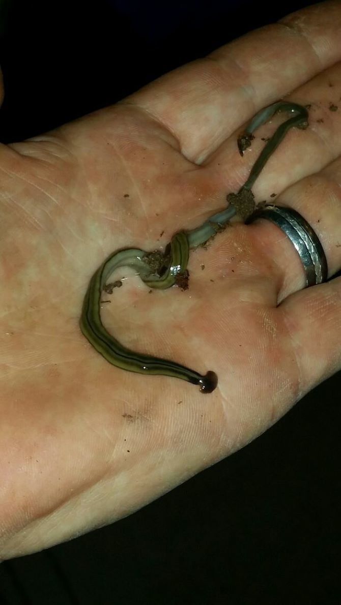 New species of hammerhead worm named after COVID pandemic 1