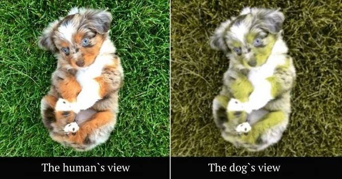 Wie Hunde unsere Welt sehen: Farben 3