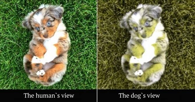 How dogs see our world: colors 3