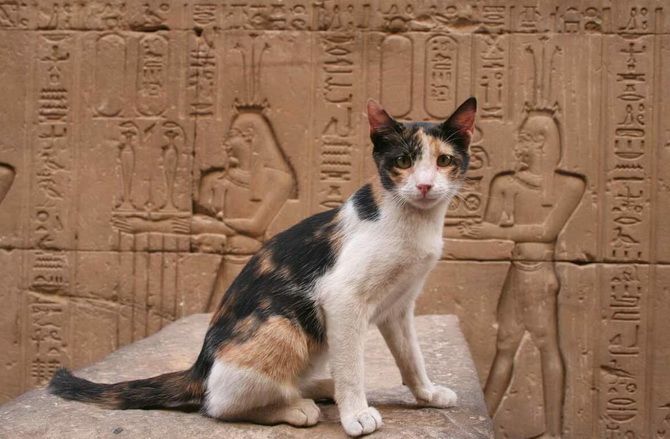 Как кошки помогли Персидскому царю Камбису II завоевать Древний Египет 1