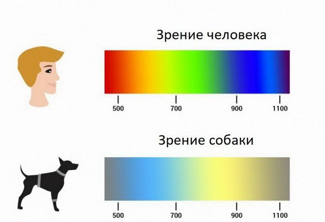 Как собаки видят наш мир: цветовая гамма 2