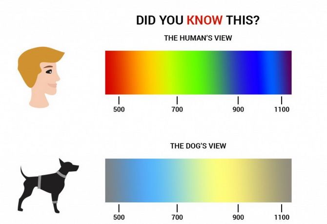 How dogs see our world: colors 2