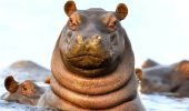 Can hippos recognize each other by voice
