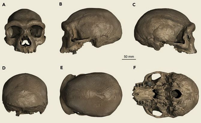 An unknown species of people: who owns a 146,000-year-old skull found in China? 1