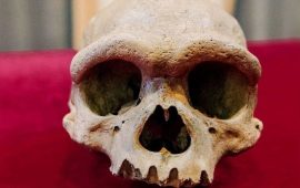 Eine unbekannte Spezies von Menschen: Wem gehört ein 146.000 Jahre alter Schädel, der in China gefunden wurde?