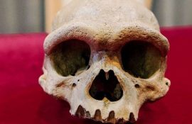 Неизвестный вид людей: кому принадлежит череп возрастом 146 000 лет, найденный в Китае?