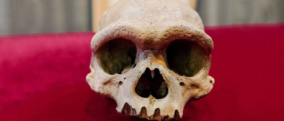 An unknown species of people: who owns a 146,000-year-old skull found in China?