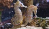 Як самці морського коника можуть завагітніти і народити потомство