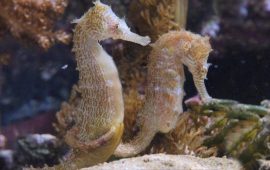Каким образом самцы морского конька могут забеременеть и родить потомство