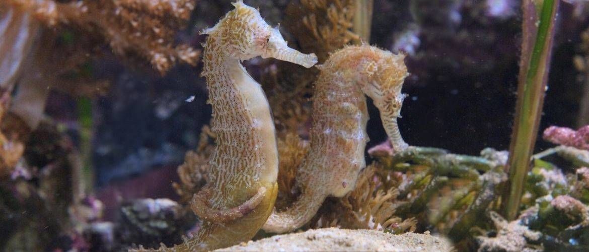 How male seahorses can get pregnant and have offspring