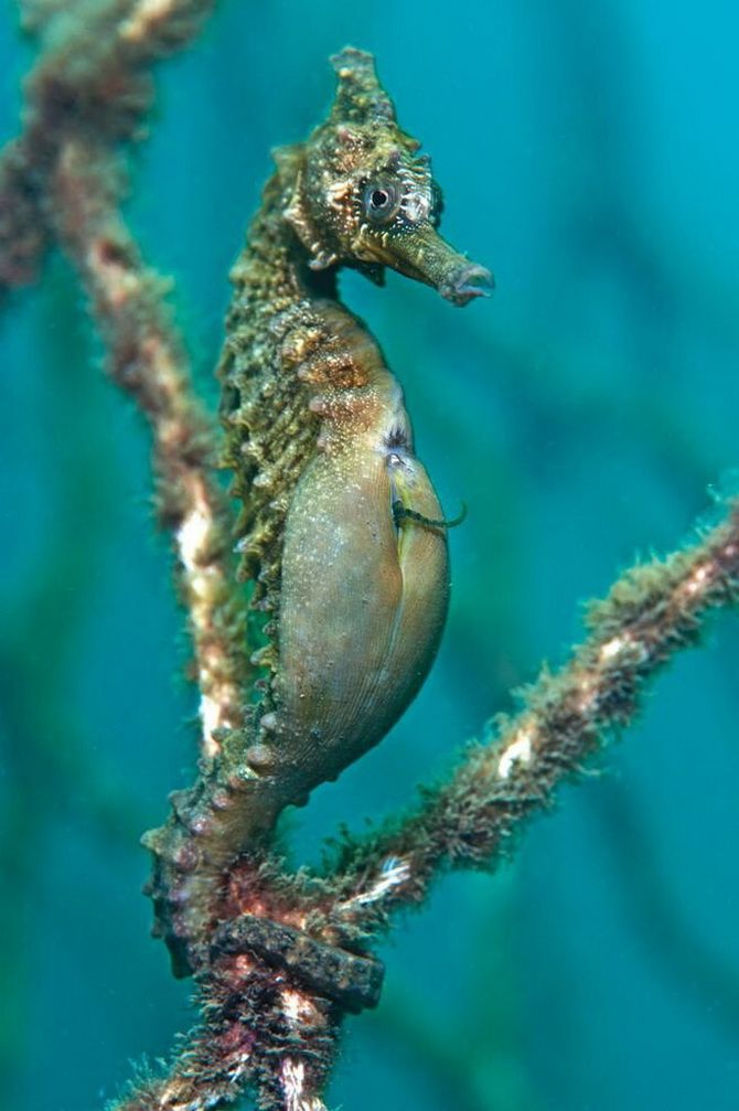 Як самці морського коника можуть завагітніти і народити потомство 1