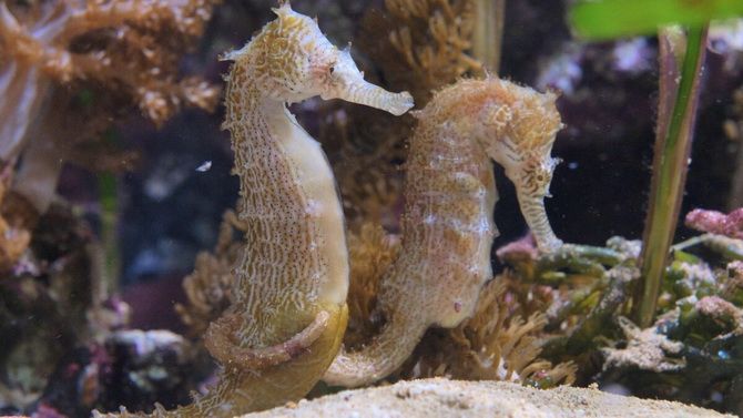 How male seahorses can get pregnant and have offspring 2