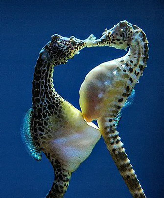 How male seahorses can get pregnant and have offspring 3