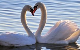 Swan fidelity: divorce and egalitarian relationships