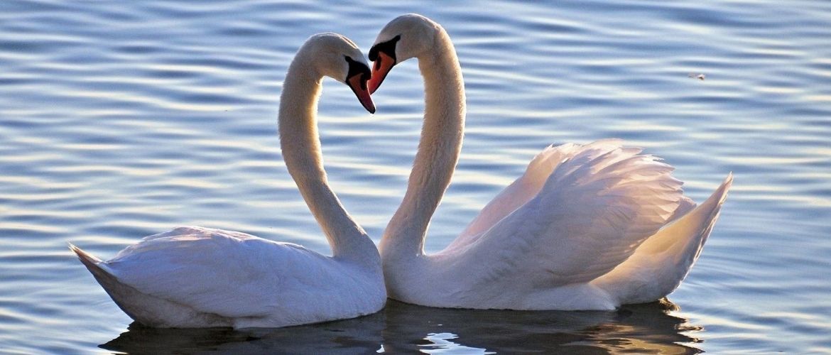 Swan fidelity: divorce and egalitarian relationships