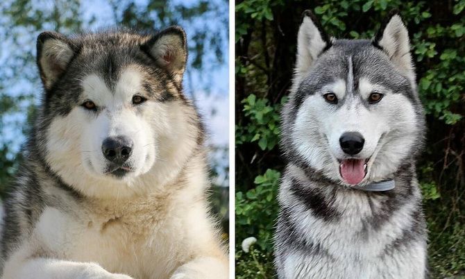 In order not to confuse: dog breeds that are similar to each other, like two drops of water 3