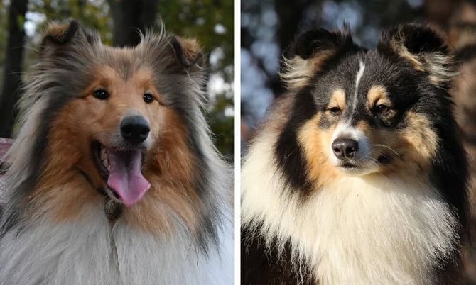In order not to confuse: dog breeds that are similar to each other, like two drops of water 4