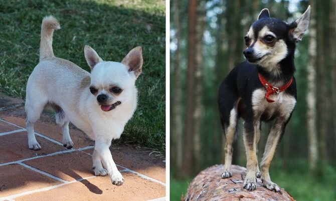 In order not to confuse: dog breeds that are similar to each other, like two drops of water 7