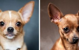 In order not to confuse: dog breeds that are similar to each other, like two drops of water