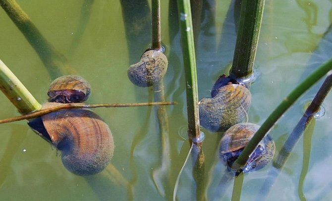 Warum ist eine gewöhnliche Schnecke ein tödliches Tier? 1