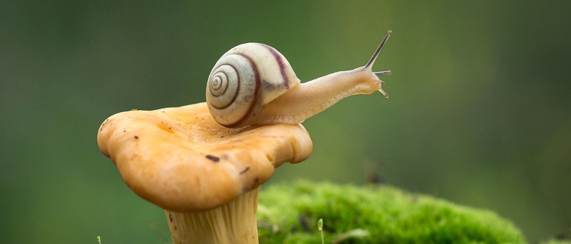 Why is the common snail one of the deadliest animals?