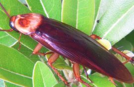 Wissenschaftler verwenden CRISPR, um Kakerlakengene zu bearbeiten, um mutierte Insekten zu erzeugen