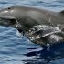 Dolphins self-heal using coral, new study by scientists