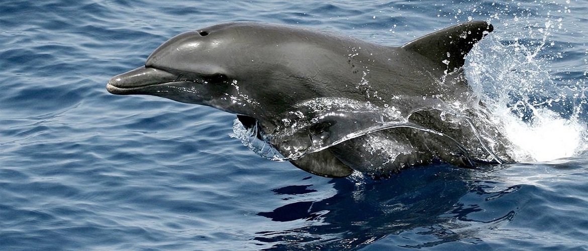 Дельфины занимаются самолечением, используя кораллы – новое исследование ученых